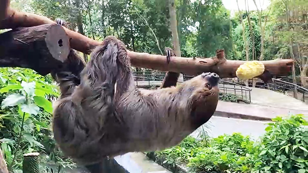 สวนสัตว์เปิดเขาเขียว เปิดตัวดาวเด่น พี่แฟลช สลอธสองนิ้ว สัตว์จอมเฉื่อย สวนสัตว์เปิดเขาเขียว เปิดตัวดาวเด่น พี่แฟลช สลอธสองนิ้ว สัตว์จอมเฉื่อย