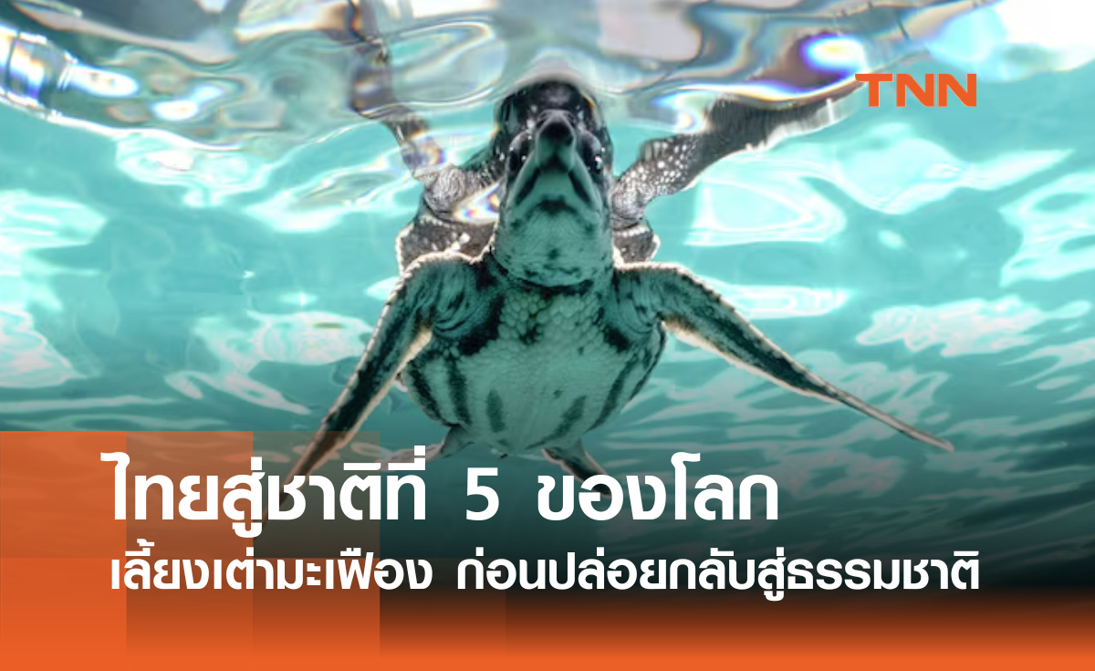 ไทย ชาติที่ 5 ของโลก เลี้ยงเต่ามะเฟืองคืนสู่ธรรมชาติ ยับยั้งการสูญพันธุ์เต่าใหญ่สุดในโลก