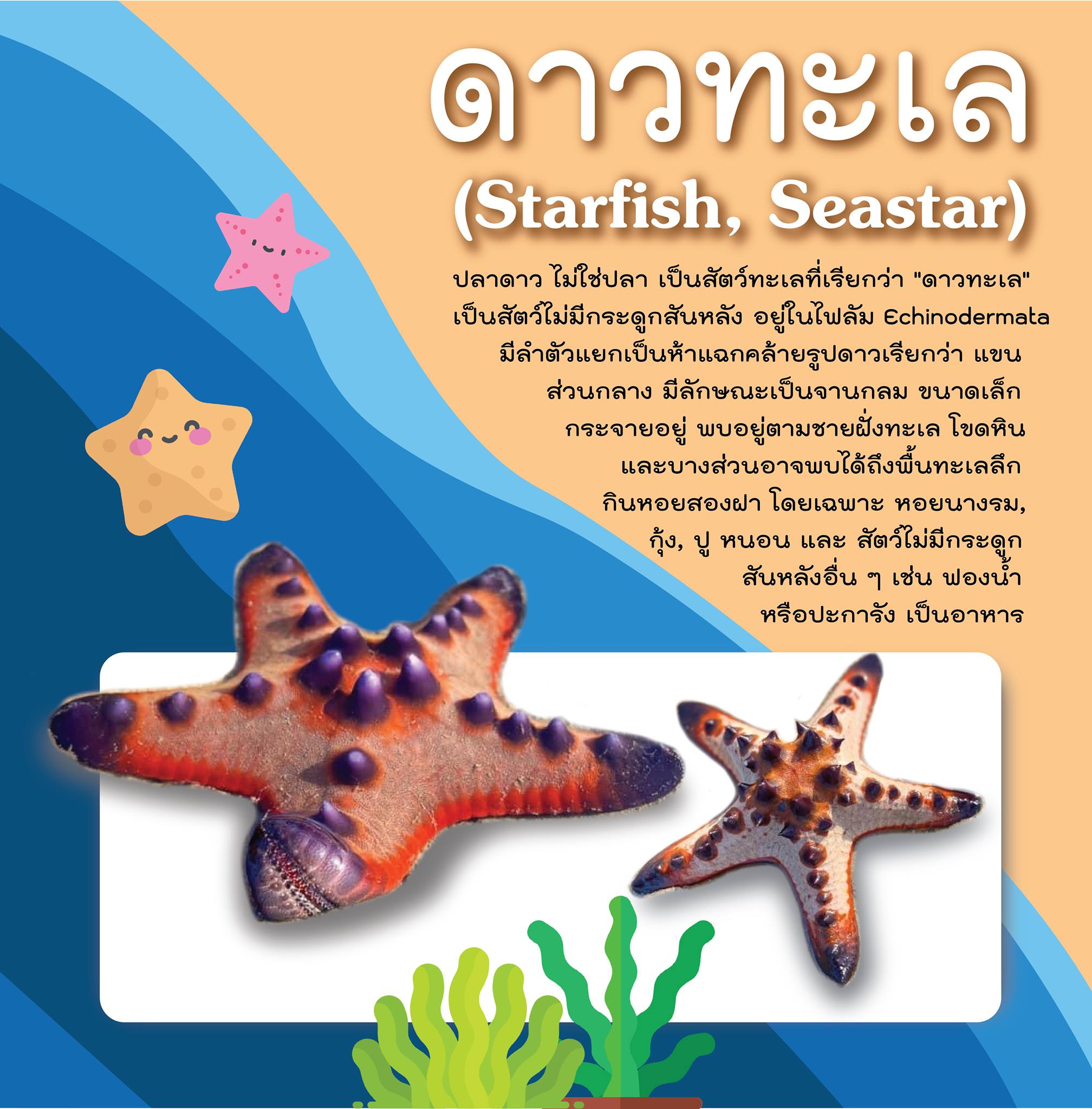 เตือนคนมือบอน! เที่ยวทะเลจับ “ดาวทะเล” มาเล่น มีโทษปรับ 5 แสนคุก 5 ปี เตือนคนมือบอน! เที่ยวทะเลจับ “ดาวทะเล” มาเล่น มีโทษปรับ 5 แสนคุก 5 ปี