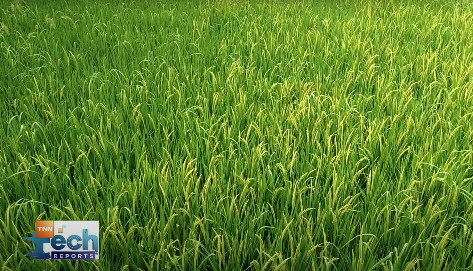 เทคโนโลยีตรวจสอบและพัฒนาสายพันธุ์ข้าว I TNN Tech Reports เทคโนโลยีตรวจสอบและพัฒนาสายพันธุ์ข้าว I TNN Tech Reports