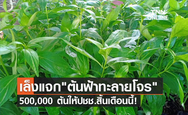 เฉลิมชัย เล็งแจก "ต้นฟ้าทะลายโจร" 5 แสนต้นสิ้นเดือนนี้