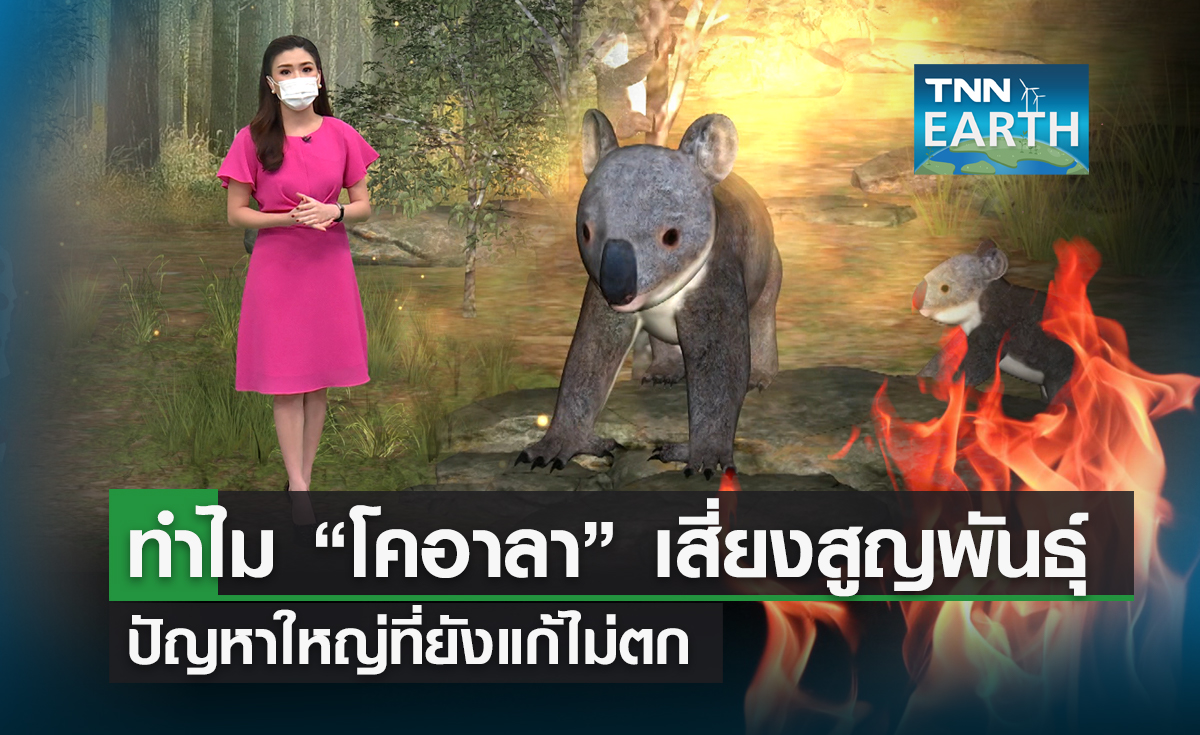 ทำไม “โคอาลา” เสี่ยงสูญพันธุ์  ปัญหาใหญ่ที่ยังแก้ไม่ตก