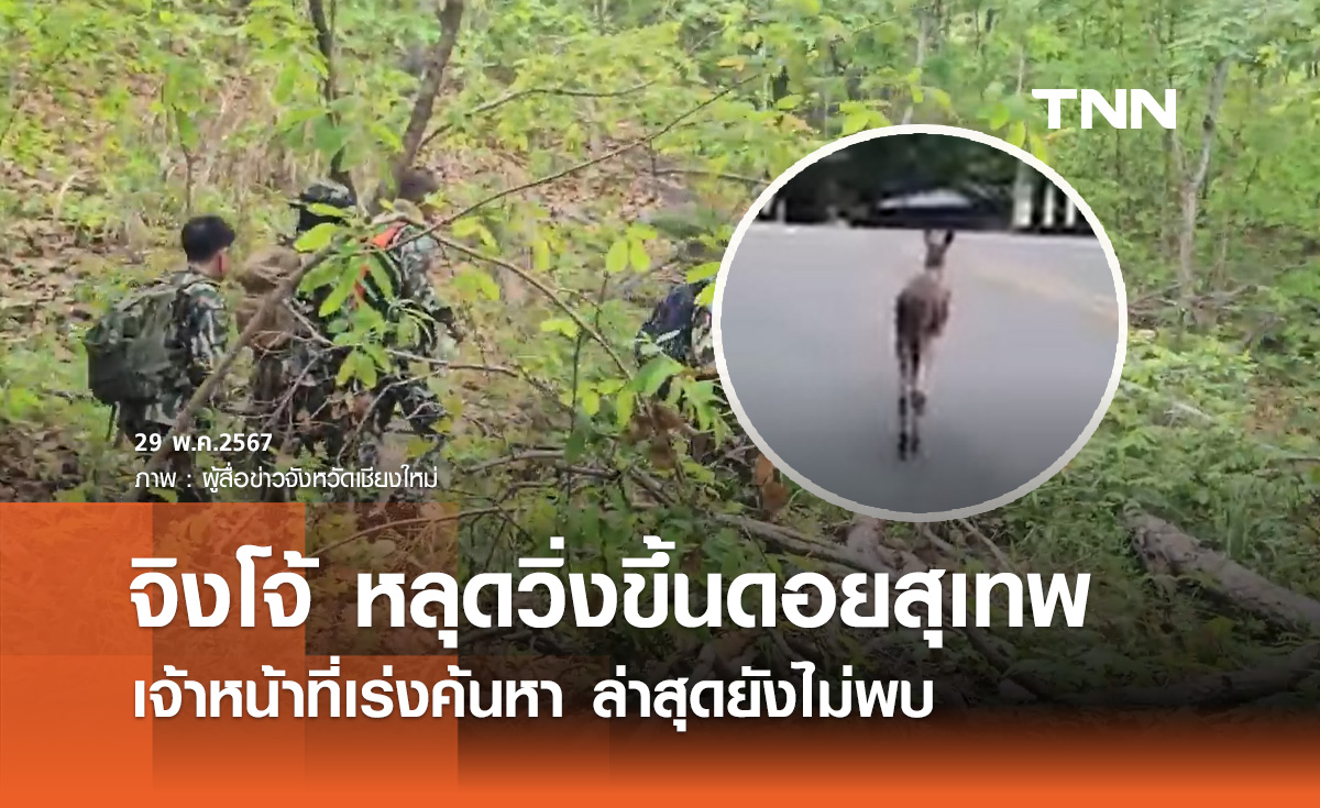 เชียงใหม่วุ่น! "จิงโจ้" หลุดออกจากสวนสัตว์ กระโดดขึ้นดอยสุเทพ