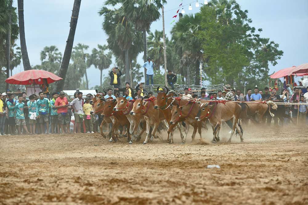 การแข่งขันกีฬาวัวลาน ประเพณีพื้นบ้านของคนไทย ช่วยกระตุ้นเศรษฐกิจในชุมชน การแข่งขันกีฬาวัวลาน ประเพณีพื้นบ้านของคนไทย ช่วยกระตุ้นเศรษฐกิจในชุมชน