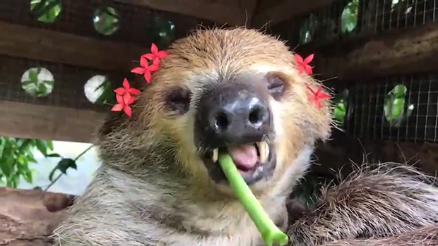 สวนสัตว์เปิดเขาเขียว เปิดตัวดาวเด่น พี่แฟลช สลอธสองนิ้ว สัตว์จอมเฉื่อย สวนสัตว์เปิดเขาเขียว เปิดตัวดาวเด่น พี่แฟลช สลอธสองนิ้ว สัตว์จอมเฉื่อย