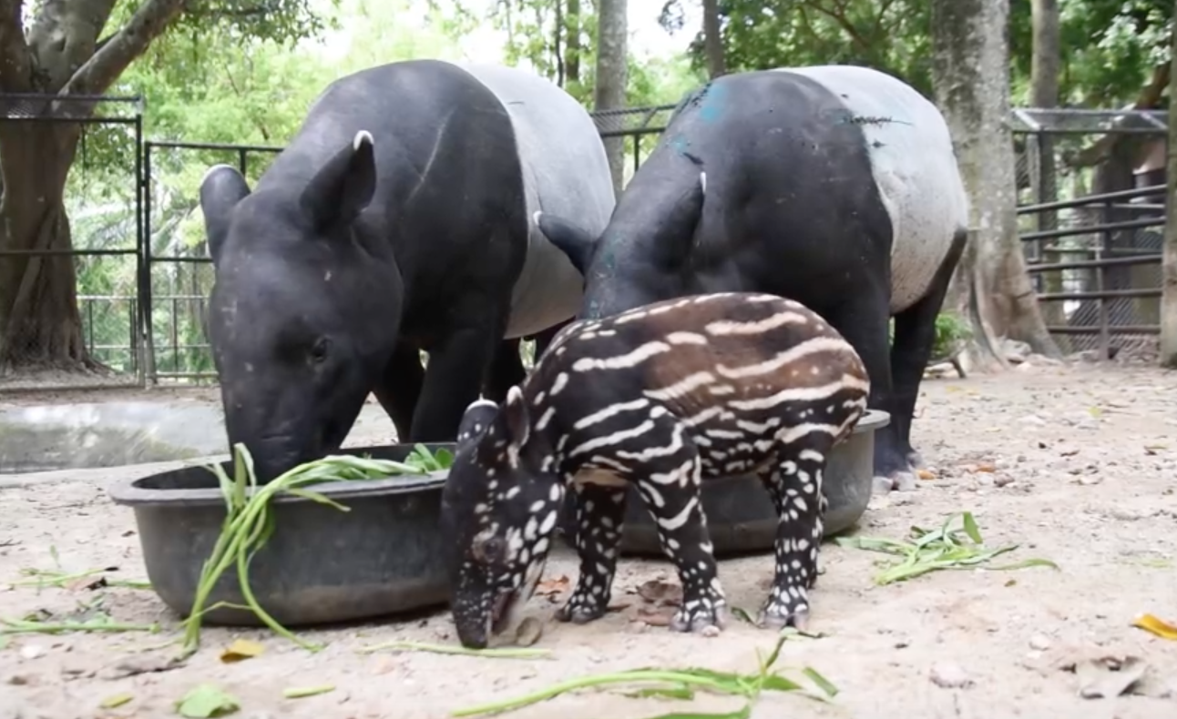 ฉลอง 44 ปี สวนสัตว์เปิดเขาเขียว เปิดตัวสมาชิกใหม่ ลูกสมเสร็จ
