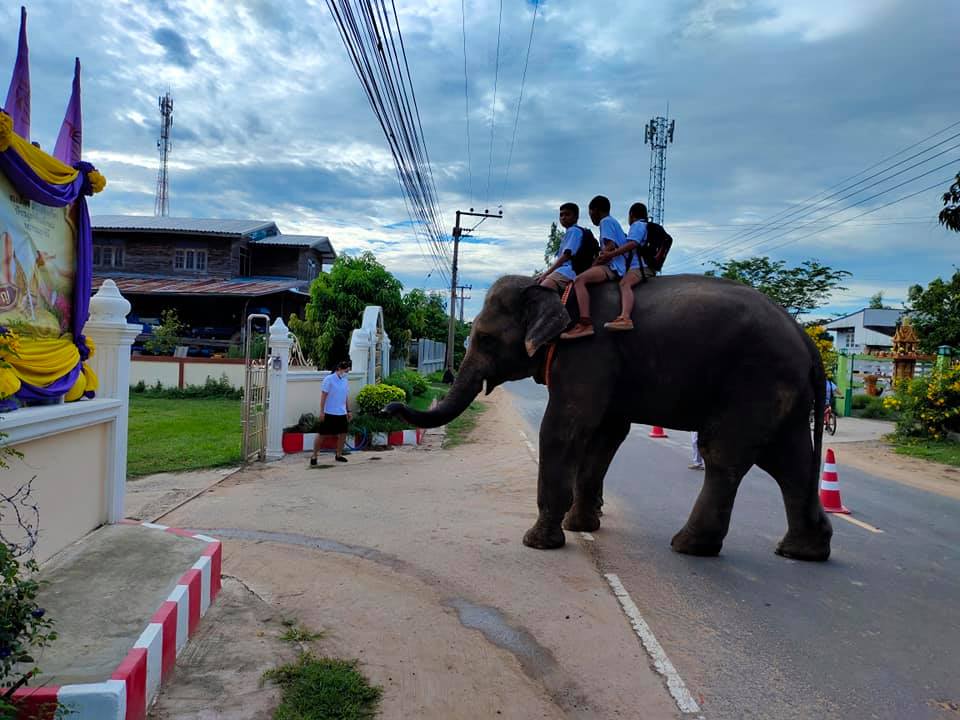 มิติใหม่! เปิดภาพเด็กๆชาวสุรินทร์เล่นใหญ่ขี่ช้างไปเรียน มิติใหม่! เปิดภาพเด็กๆชาวสุรินทร์เล่นใหญ่ขี่ช้างไปเรียน