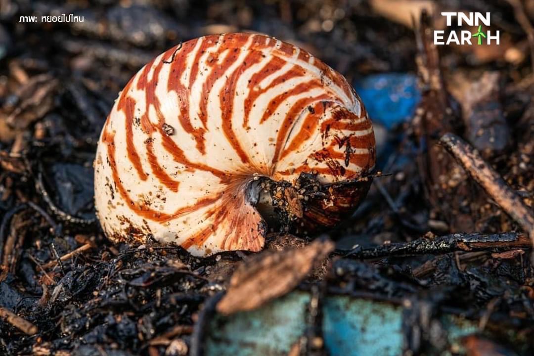 เจ้าหน้าที่เร่งเก็บคราบน้ำมัน หลังถูกคลื่นซัดขึ้นฝั่งริมชายหาด ของ จ.ภูเก็ต เจ้าหน้าที่เร่งเก็บคราบน้ำมัน หลังถูกคลื่นซัดขึ้นฝั่งริมชายหาด ของ จ.ภูเก็ต