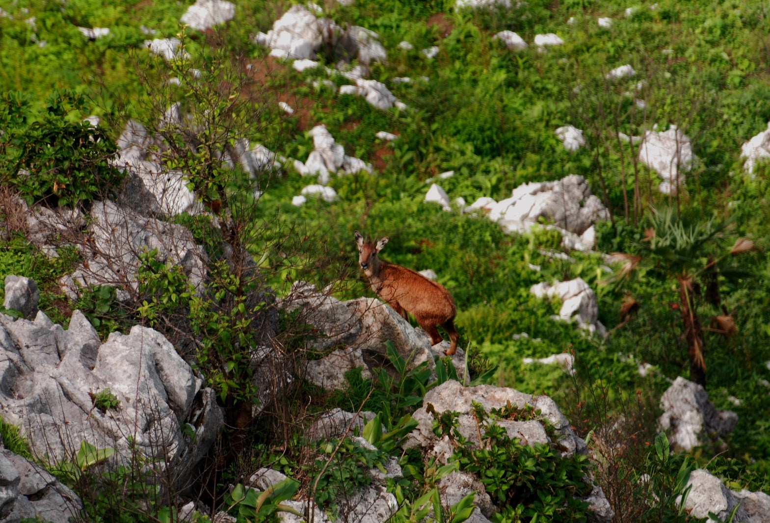ยูเนสโกยก “ดอยเชียงดาว” พื้นที่สงวนชีวมณฑลของโลก ยูเนสโกยก “ดอยเชียงดาว” พื้นที่สงวนชีวมณฑลของโลก