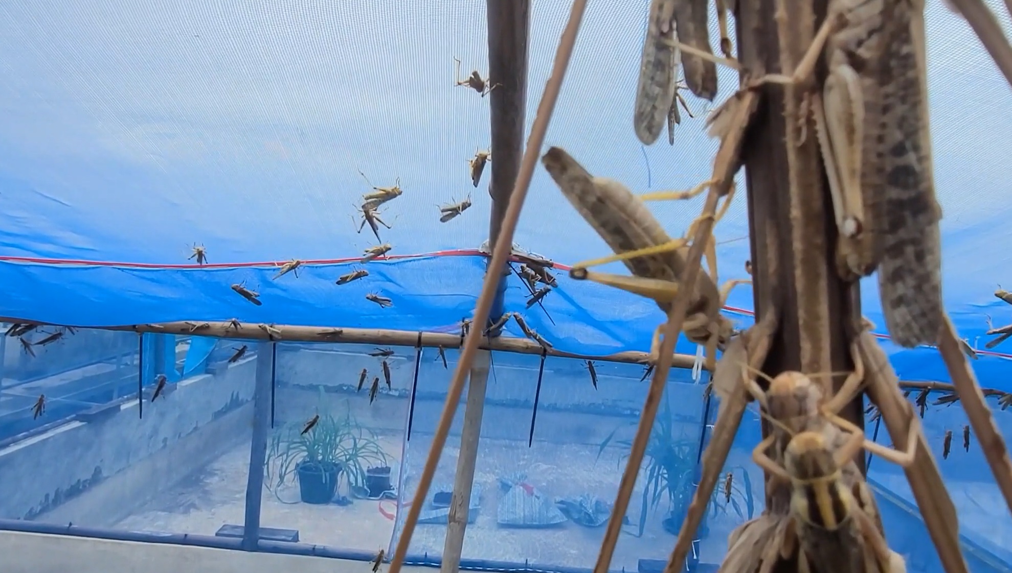 ตั๊กแตนปาทังก้าฟีเวอร์! สร้างรายได้ 3-5 หมื่นบาทต่อเดือน