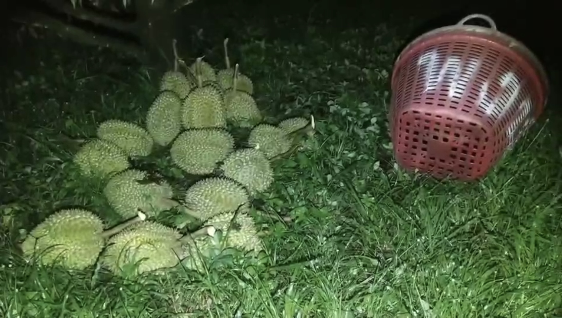 หวังตัดยกสวน! ทุเรียนราคาแพง 2 โจรเหิมออกขโมยกลางดึก หวังตัดยกสวน! ทุเรียนราคาแพง 2 โจรเหิมออกขโมยกลางดึก