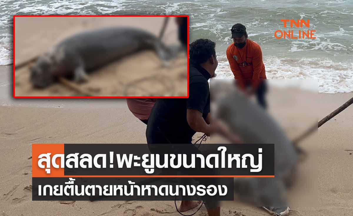 สุดสลด! พะยูนขนาดใหญ่ เกยตื้นตายหน้าหาดนางรอง-ยังไม่ทราบสาเหตุ