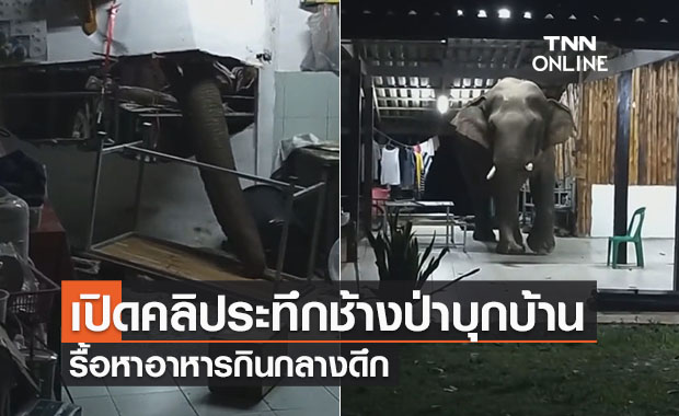  เปิดคลิประทึก!ช้างป่าเขาใหญ่บุกบ้านพักกลางดึกหาอาหารกิน