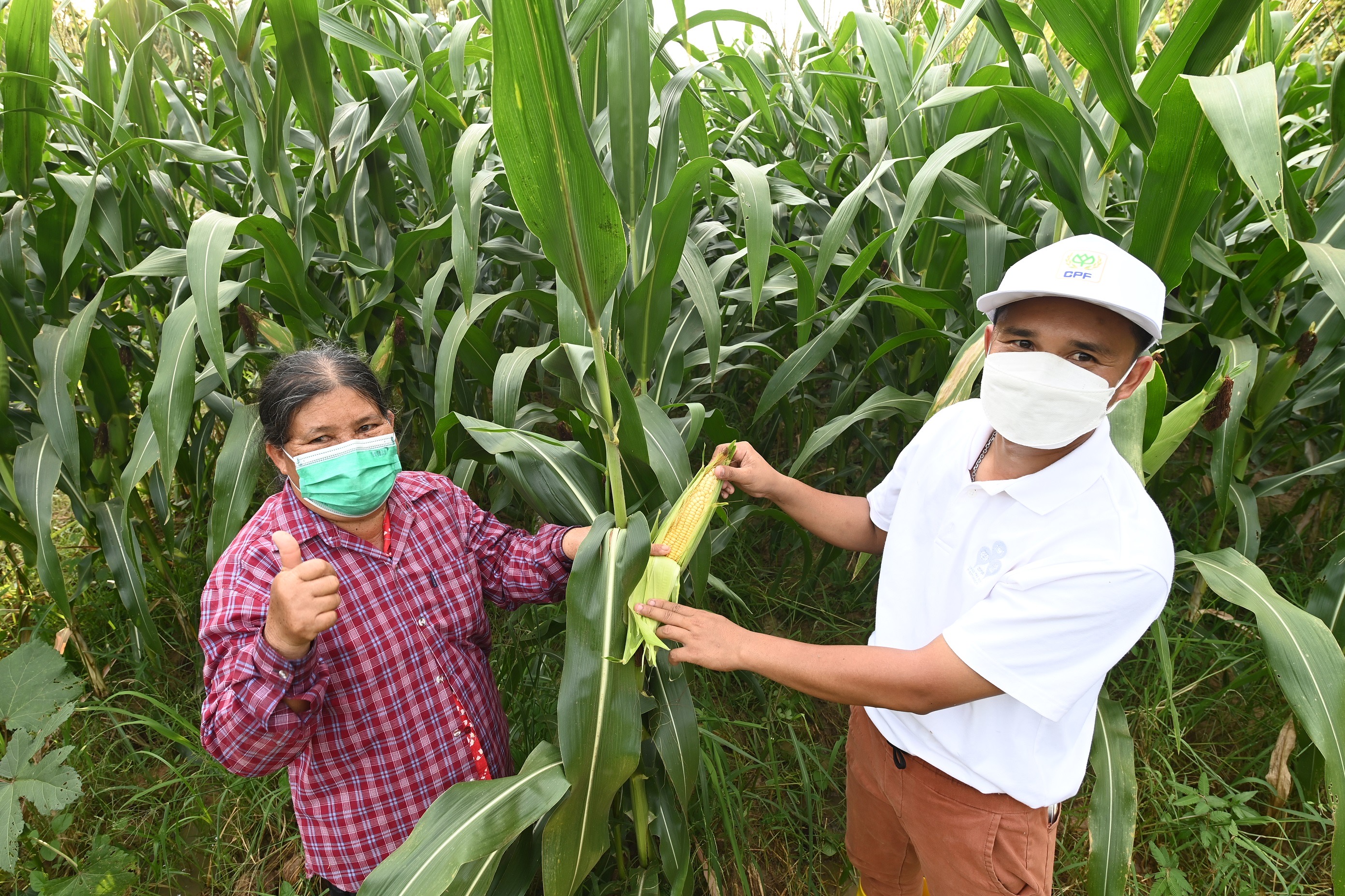 ปันน้ำปุ๋ย จากฟาร์มสุกรซีพีเอฟ ดูแลเกษตรกรสู้ภัยแล้ง ด้วยหลักเศรษฐกิจหมุนเวียน