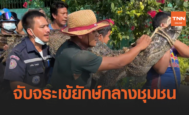 นาทีระทึก! บุกจับ "จระเข้" ยาวเกือบ 3 เมตร กลางชุมชน