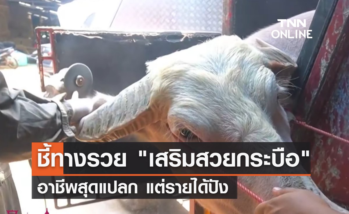 ชี้เป้าทางรวย "เสริมสวยกระบือ" อาชีพสุดแปลก แต่รายได้สุดปัง