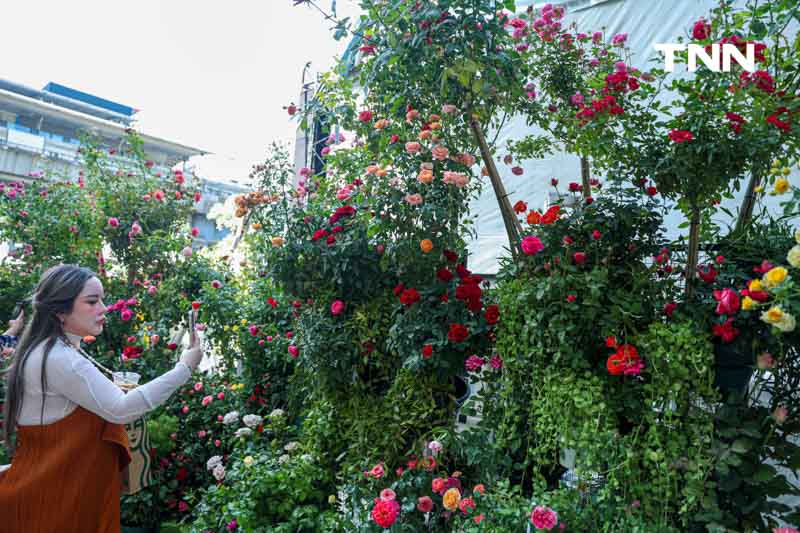 ยลโฉมกุหลาบ 260 สายพันธุ์ เนรมิตสวนกุหลาบใจกลางกรุงเทพ ยลโฉมกุหลาบ 260 สายพันธุ์ เนรมิตสวนกุหลาบใจกลางกรุงเทพ