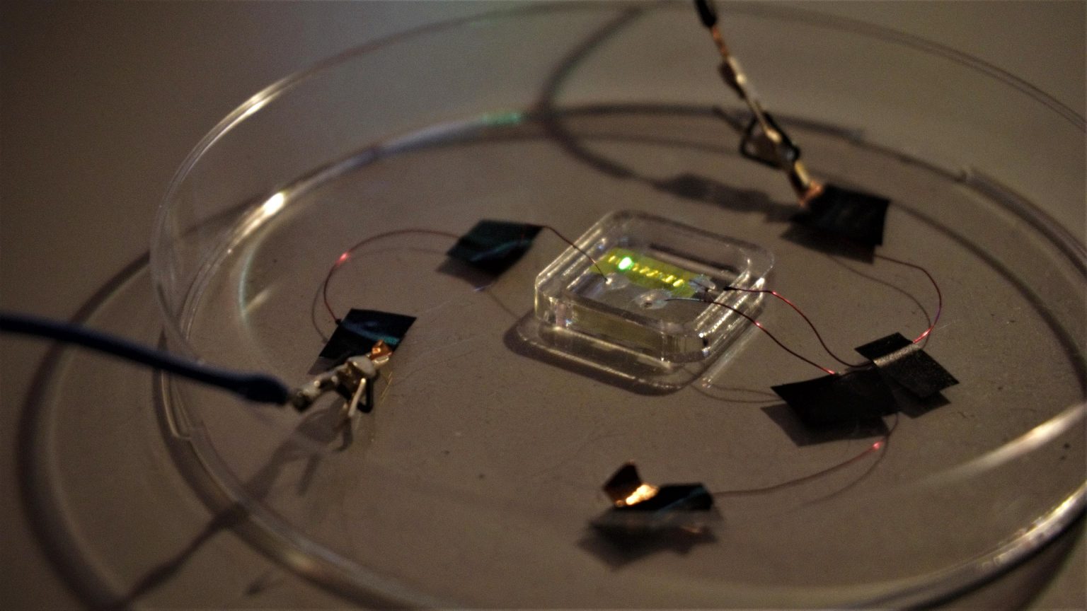 แทททู OLED เรืองแสง มิติใหม่ของรอยสักเพื่อประโยชน์ที่เหนือกว่า แทททู OLED เรืองแสง มิติใหม่ของรอยสักเพื่อประโยชน์ที่เหนือกว่า