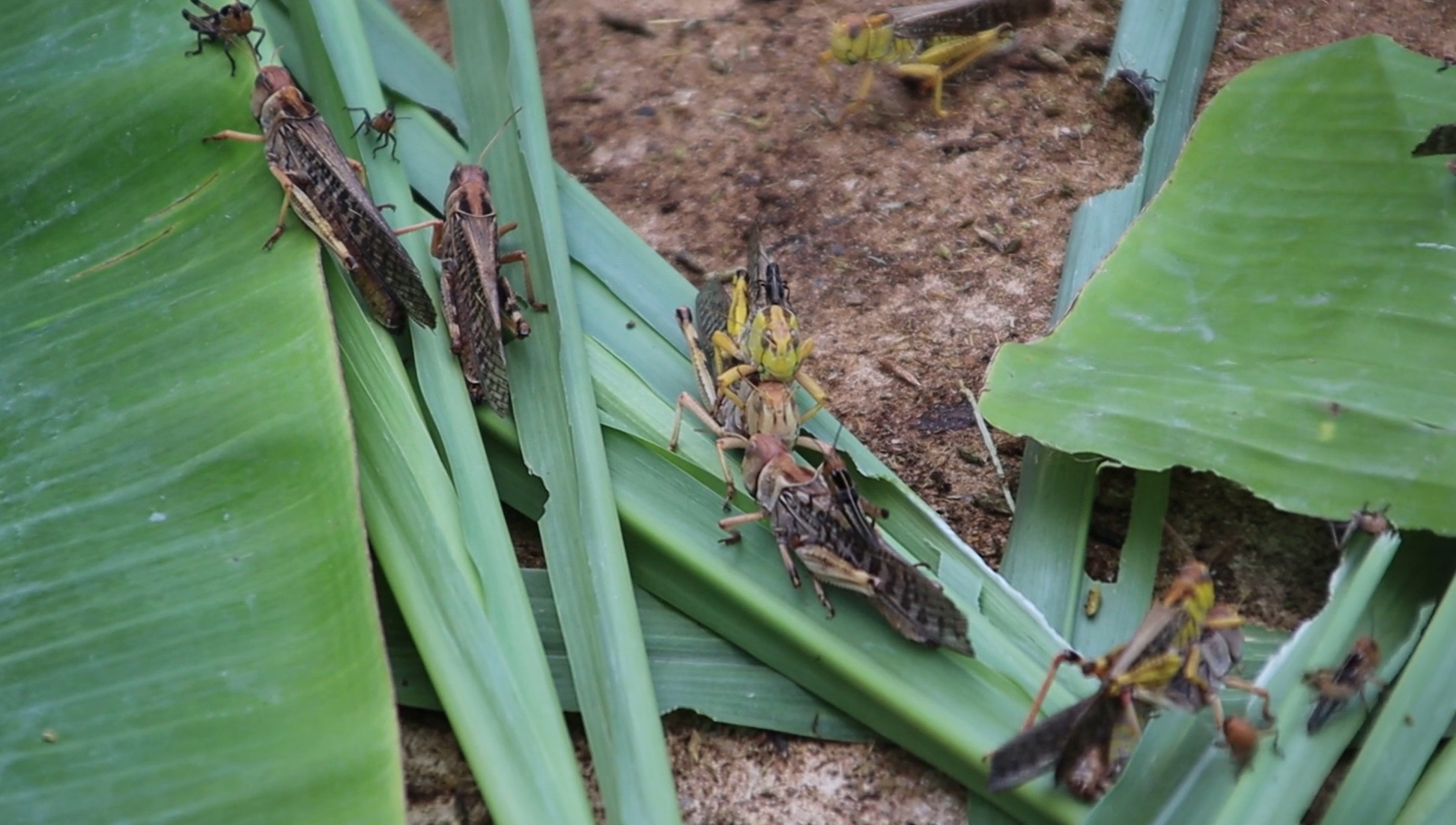 ตั๊กแตนปาทังก้าฟีเวอร์! สร้างรายได้ 3-5 หมื่นบาทต่อเดือน