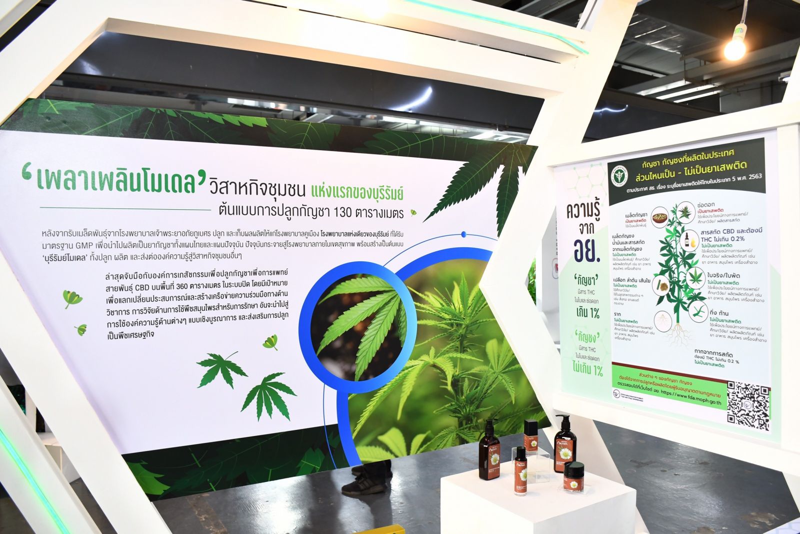 สธ.ปลดล็อกปลูกกัญชาบ้านละ 6 ต้น ห้ามใช้เสพ ผิด กม. จัดมหกรรมติวเข้มสร้างอาชีพ สธ.ปลดล็อกปลูกกัญชาบ้านละ 6 ต้น ห้ามใช้เสพ ผิด กม. จัดมหกรรมติวเข้มสร้างอาชีพ