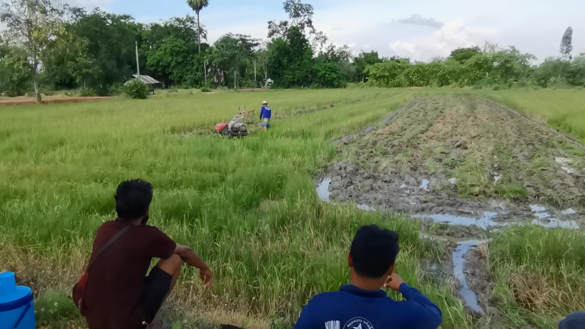 ความหวังชาวนา! เร่งเตรียมแปลง หว่านข้าว ปักดำวันพืชมงคล
