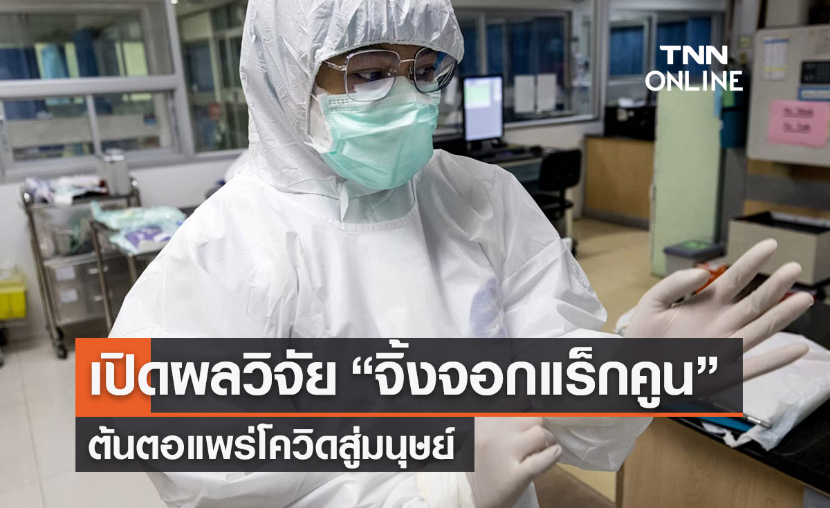 เปิดผลวิจัย “จิ้งจอกแร็กคูน” ต้นตอแพร่โควิดสู่มนุษย์ 