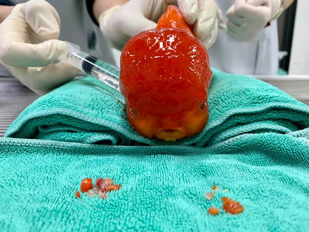 สัตวแพทย์ ผ่าตัดปลาทองสุดเนียน สัตวแพทย์ ผ่าตัดปลาทองสุดเนียน