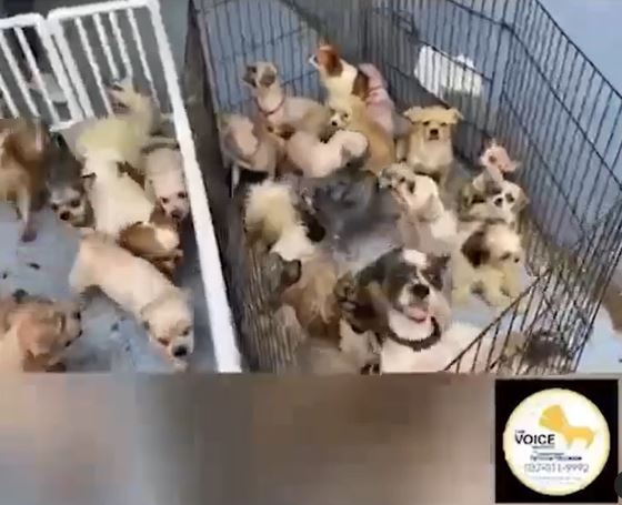 เก๋ ชลลดา เข้ารับฟ้งข้อกล่าวหาบุกรุก หลังเข้าไปช่วยสุนัข 44 ตัว