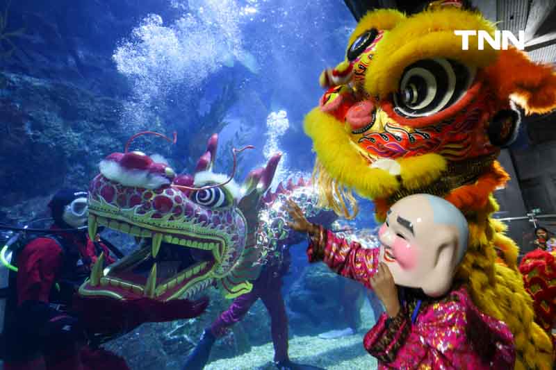 เตรียมต้อนรับเทศกาลตรุษจีน เชิดมังกรใต้น้ำ ที่ ซีไลฟ์ แบงคอก เตรียมต้อนรับเทศกาลตรุษจีน เชิดมังกรใต้น้ำ ที่ ซีไลฟ์ แบงคอก