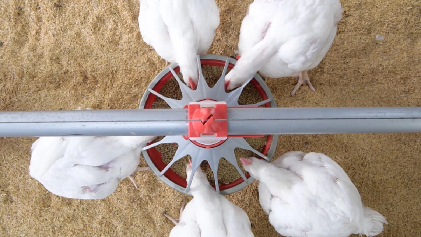 ซีพีเอฟ เดินหน้าใช้ “โปรไบโอติก” เสริมสุขภาพไก่แข็งแรง ไม่ใช้ยาปฏิชีวนะ