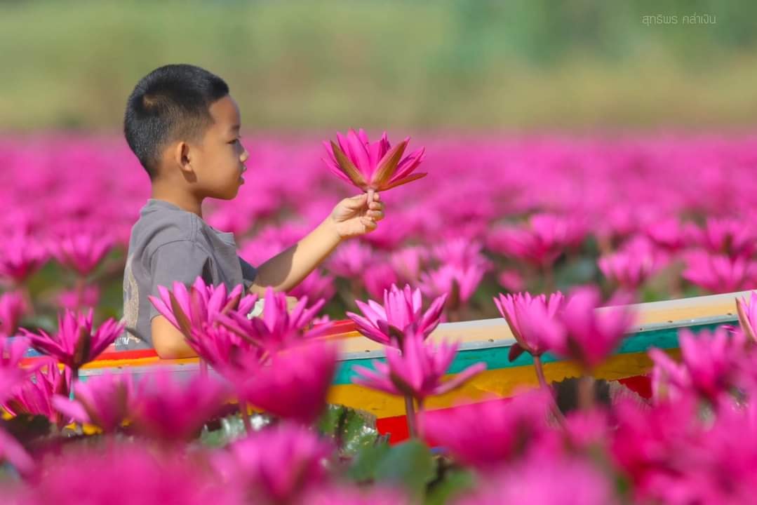 “ทุ่งดอกบัวแดงบึงบอระเพ็ด” จ.นครสวรรค์ บานสะพรั่งพร้อมรับนักท่องเที่ยว “ทุ่งดอกบัวแดงบึงบอระเพ็ด” จ.นครสวรรค์ บานสะพรั่งพร้อมรับนักท่องเที่ยว