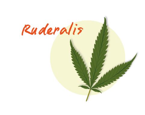 รู้จัก สายพันธุ์กัญชา มีประโยชน์อย่างไร มีแหล่งกำเนิดที่ไหน?