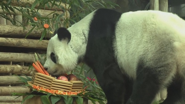 สวนสัตว์เชียงใหม่แถลงสาเหตุการตาย “หลินฮุ่ย”   (มีคลิป)