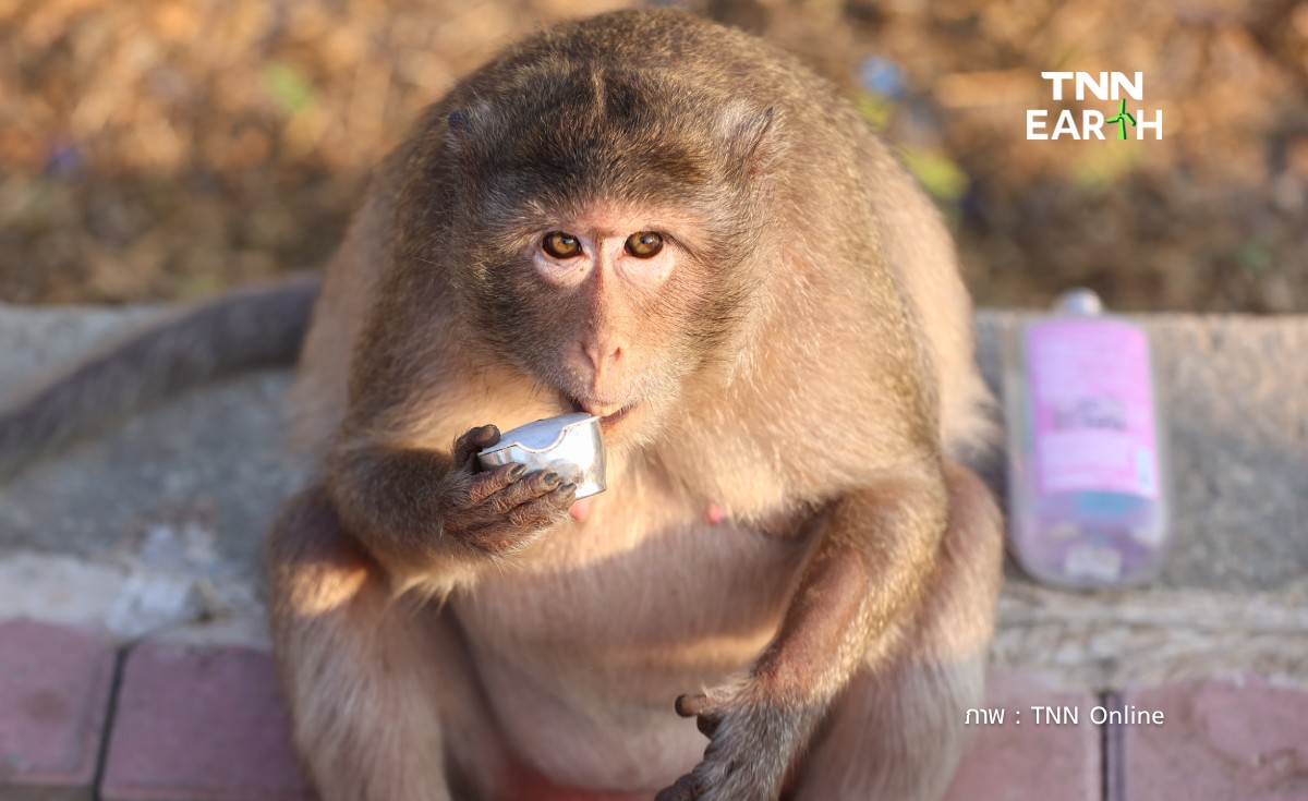 อนุมัติแล้ว! เงินเยียวยาลิงกัด  หากถูกลิงกัดตาย จ่าย 1 แสน