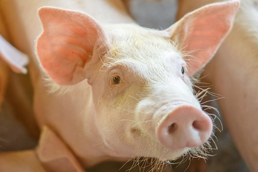 ซีพีเอฟ ส่งมอบ ฟาร์มสาธิตเลี้ยงหมู-ไก่ไข่ Green Farm แก่ ม.วลัยลักษณ์