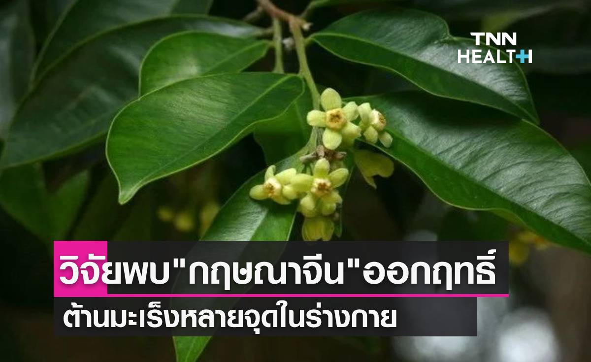 "ดอกสกุลกฤษณาจีน" ออกฤทธิ์ต้านมะเร็งหลายจุดในร่างกาย