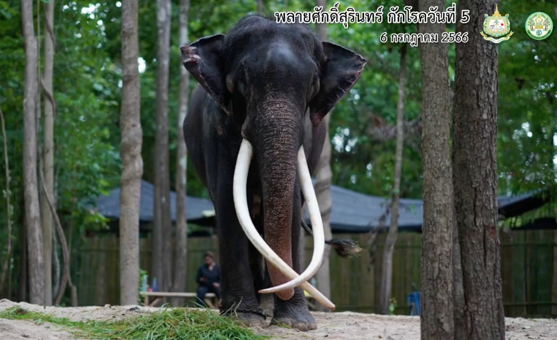 อัปเดตล่าสุดอาการ “พลายศักดิ์สุรินทร์ ” อ้วนขึ้นทันตา-แผลหนองเริ่มหาย 