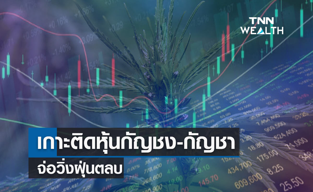 เกาะติดหุ้นกัญชง-กัญชาจ่อวิ่งฝุ่นตลบ