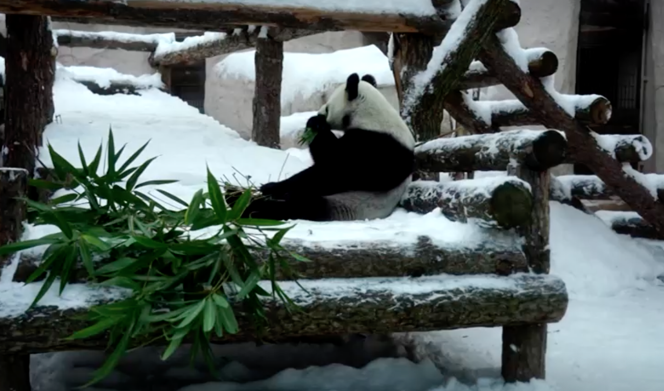 ไม่กลัวหนาว! แพนด้ายักษ์เพลิดเพลินกับหิมะตกหนักที่สุดในกรุงมอสโกรอบ 28 ปี 