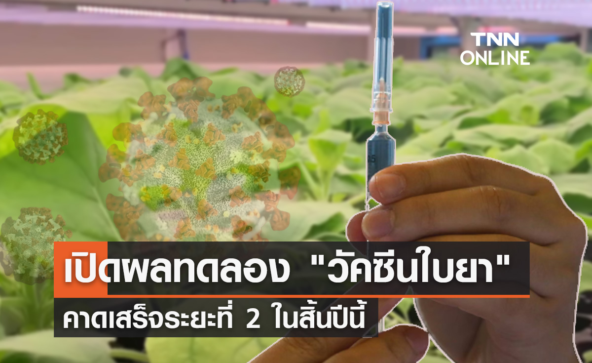 "วัคซีนใบยา" เปิดผลทดลองในอาสาสมัคร คาดเสร็จระยะที่ 2 ในสิ้นปีนี้