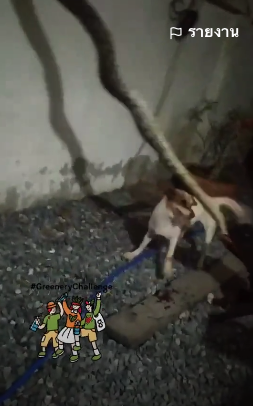 ไม่รู้จะช่วยใครก่อน! สุนัขไล่งับงูเหลือมดึงเล่นเหมือนเชือก ไม่รู้จะช่วยใครก่อน! สุนัขไล่งับงูเหลือมดึงเล่นเหมือนเชือก