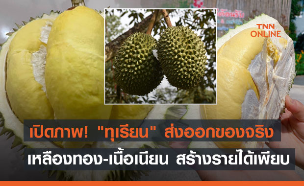 เปิดภาพ! "ทุเรียนจันทบุรี" ส่งออกของจริง เหลืองทอง-เนื้อเนียน สร้างรายได้ลดผลกระทบโควิด