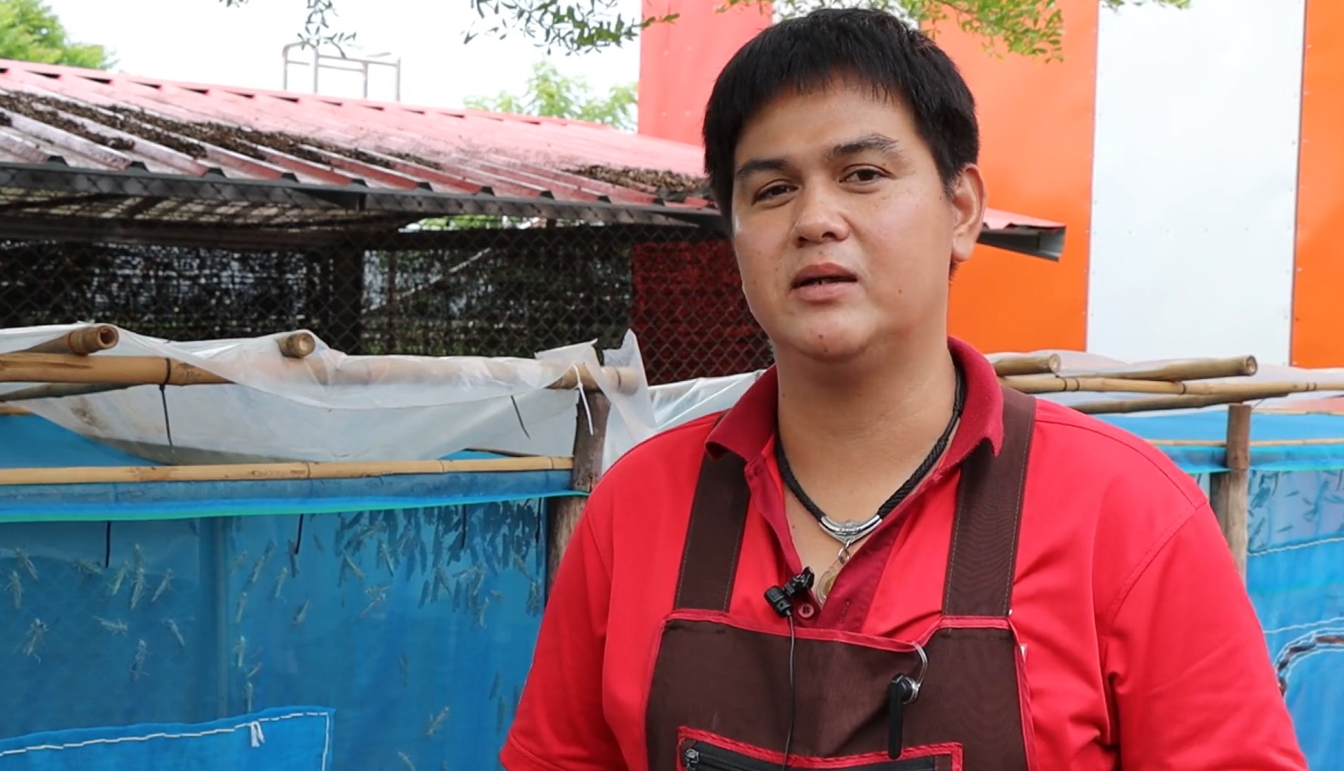 ตั๊กแตนปาทังก้าฟีเวอร์! สร้างรายได้ 3-5 หมื่นบาทต่อเดือน