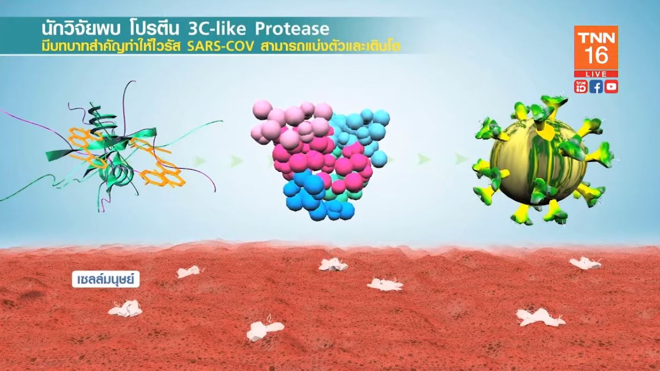วิจัยพบ ยามาซิทินิบ รักษาโควิด19ได้ 