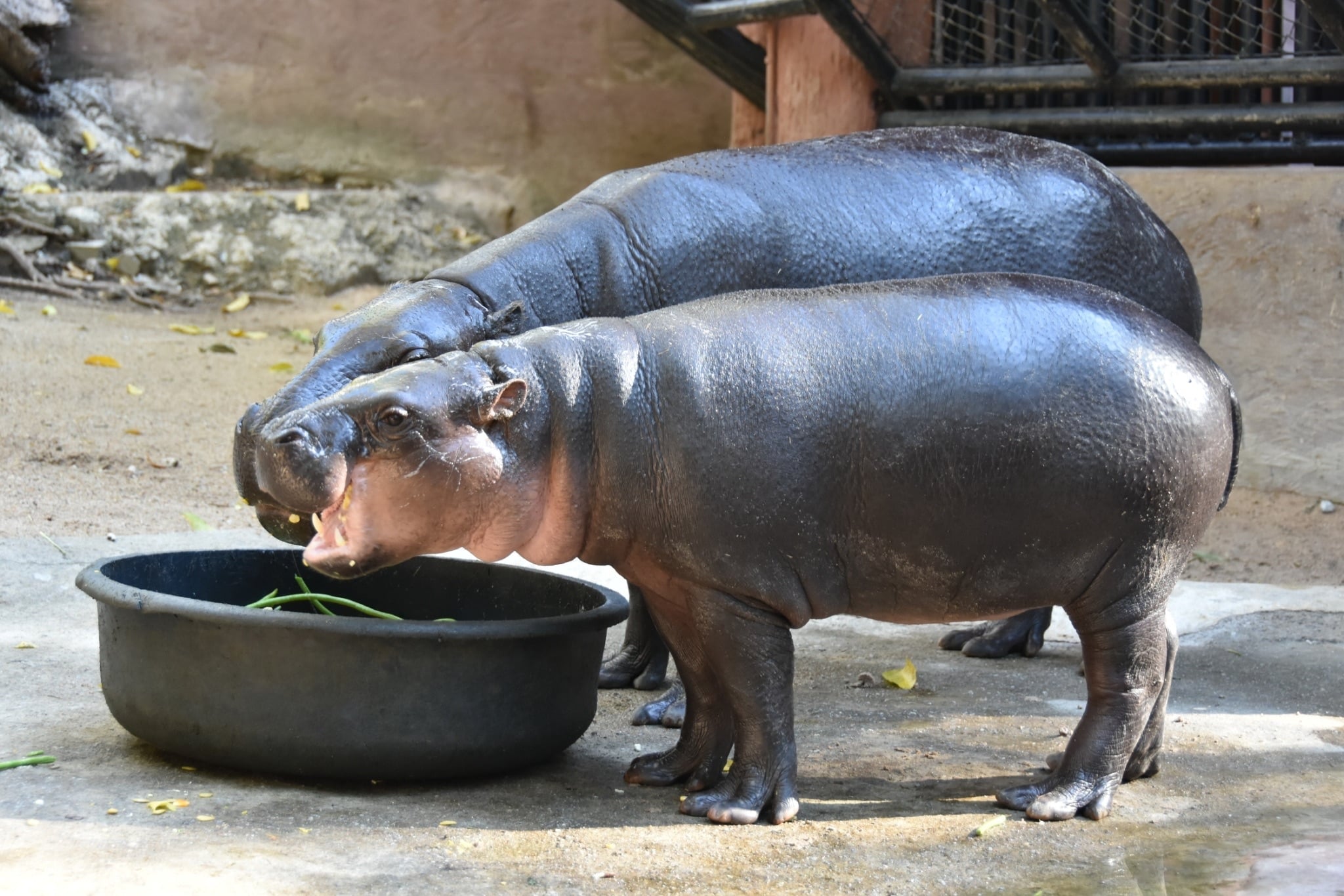 สวนสัตว์เปิดเขาเขียว เปิดให้เด็กๆ เที่ยวฟรี เสาร์หรรษา 8 มกราคม นี้