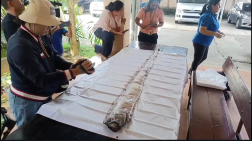 ข่าวนี้จริงไหม?... พบปลาออร์ฟิซ ลางบอกเหตุแผ่นดินไหว ? ข่าวนี้จริงไหม?... พบปลาออร์ฟิซ ลางบอกเหตุแผ่นดินไหว ?