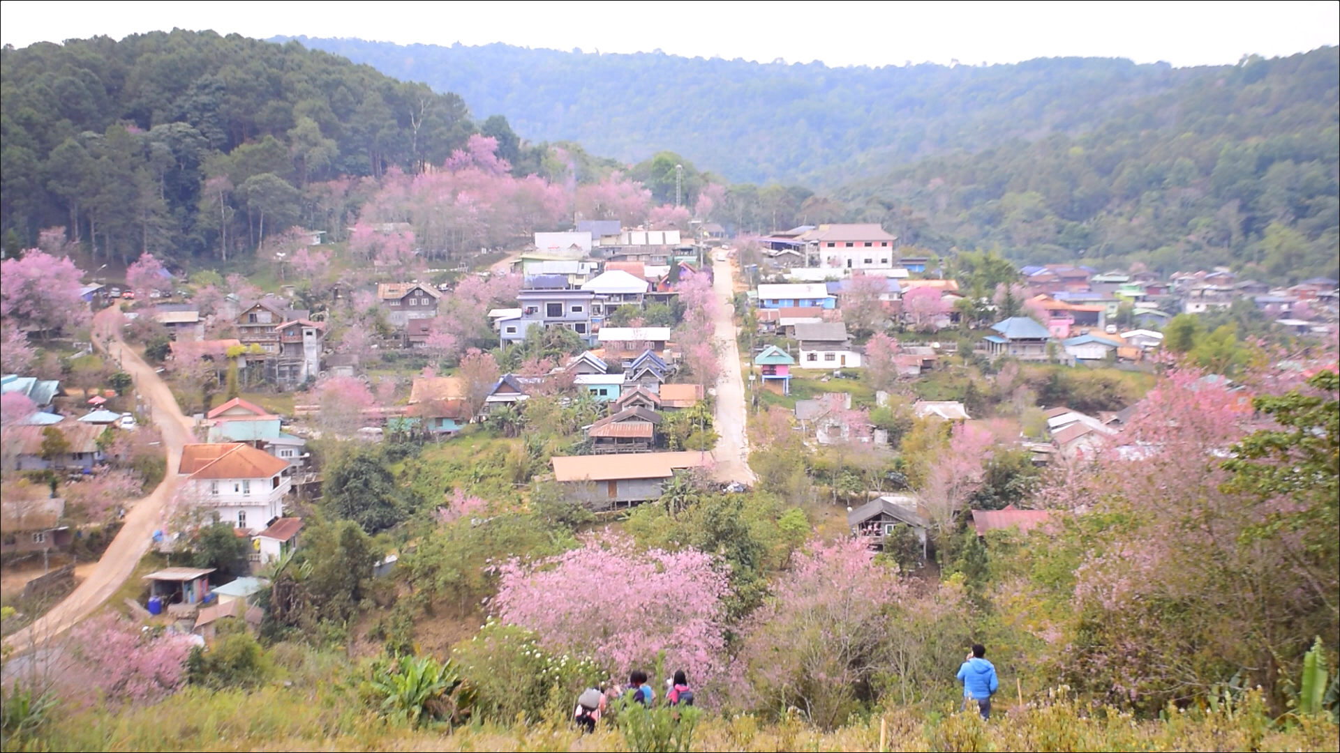 เปิดภาพ ซากุระเมืองไทย บ้านใหม่ร่องกล้า - ภูลมโล เปิดภาพ ซากุระเมืองไทย บ้านใหม่ร่องกล้า - ภูลมโล