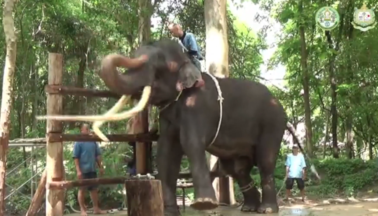 ‘พลายศักดิ์สุรินทร์’ ล่าสุด อารมณ์แจ่มใส-ทำตามคำสั่งภาษาไทยได้
