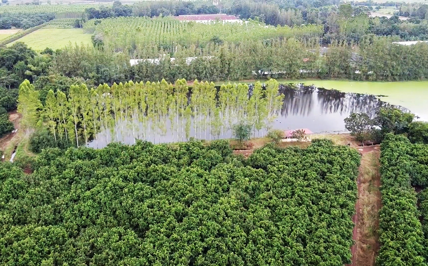 ตามไปดูเกษตรกร ได้ “น้ำปุ๋ย” จากซีพีเอฟ ช่วยก้าวผ่านวิกฤติแล้งตลอด 20 ปี ตามไปดูเกษตรกร ได้ “น้ำปุ๋ย” จากซีพีเอฟ ช่วยก้าวผ่านวิกฤติแล้งตลอด 20 ปี