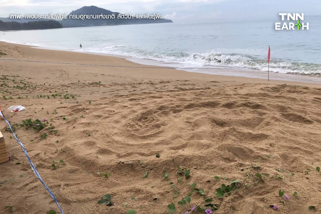 ข่าวดี! เต่ามะเฟืองวางไข่รังแรกของปี 108 ฟอง ที่หาดไม้ขาว จ.ภูเก็ต